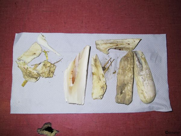 Yoga fragments of the left tusk 20.07.2001
